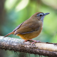 Abbott's Babbler